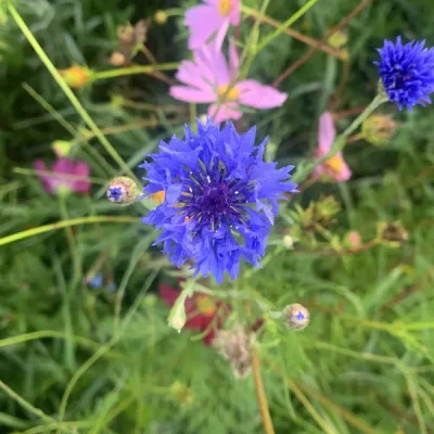 Wild Flowers (1)